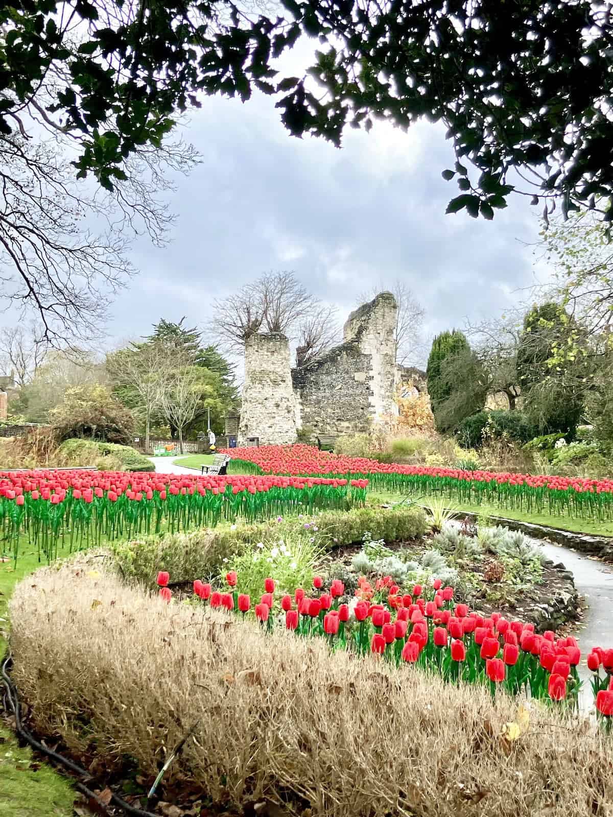 Red flowers at Guildford Castle grounds.