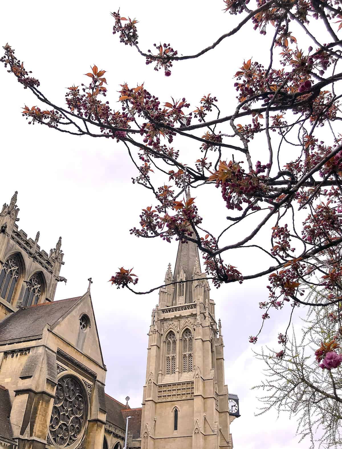 Tree branches against the sky in Cambridge.