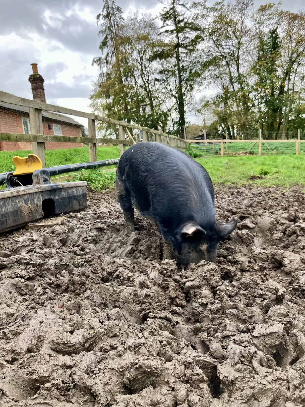 Resident black pig at The pig in Hampshire.