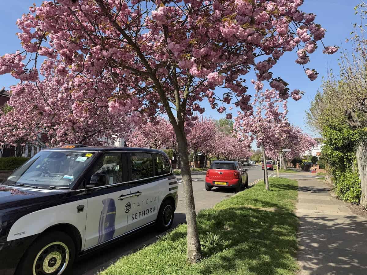 Cherry blossom trees outside Chiswick Gardens.